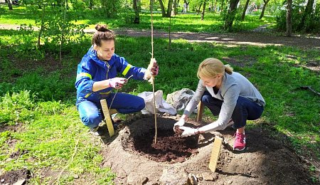 Восемь лип и четыре клена: в парке у «Дома Харитонова» Филиал АУИПИК по УрФО вместе с волонтерами высадил деревья
